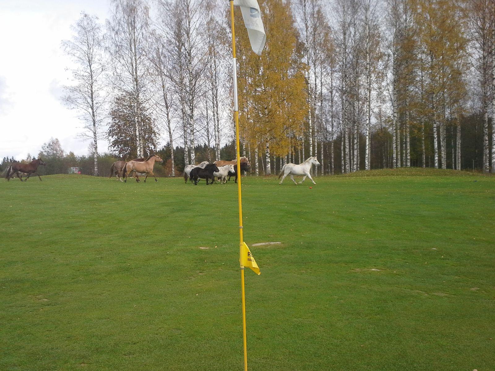 Väntti Golf 4. kuva – Golfpiste Kenttäopas – Suomi