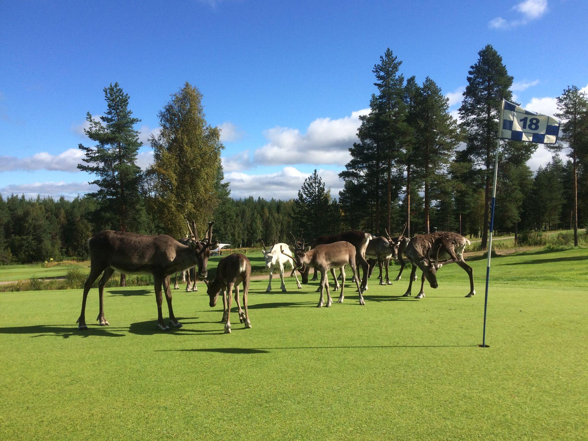 Santa Claus Golf 4. kuva – Golfpiste Kenttäopas – Suomi